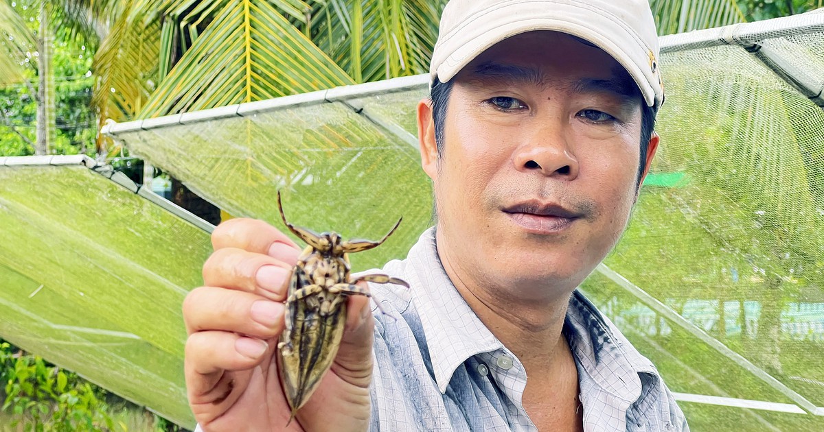 Bỏ nghề hướng dẫn viên, người đàn ông về quê nuôi loài côn trùng đặc biệt, bán cả ngàn con/tháng