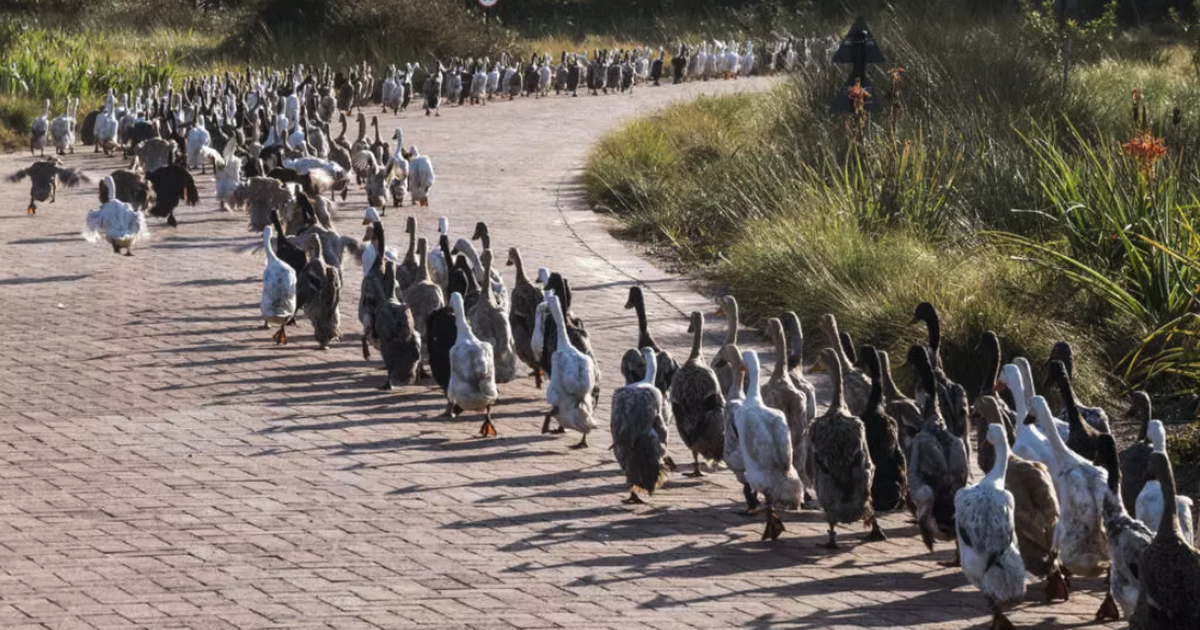 'Duck run' pest control catching on in S.Africa's winelands