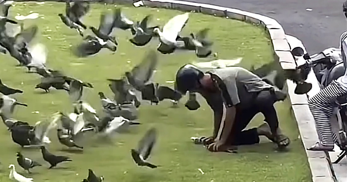 Police question young man over catching pigeons in downtown Ho Chi Minh City