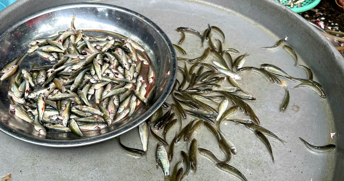 Cá linh non đầu mùa nước nổi 'lên phố' giá cao