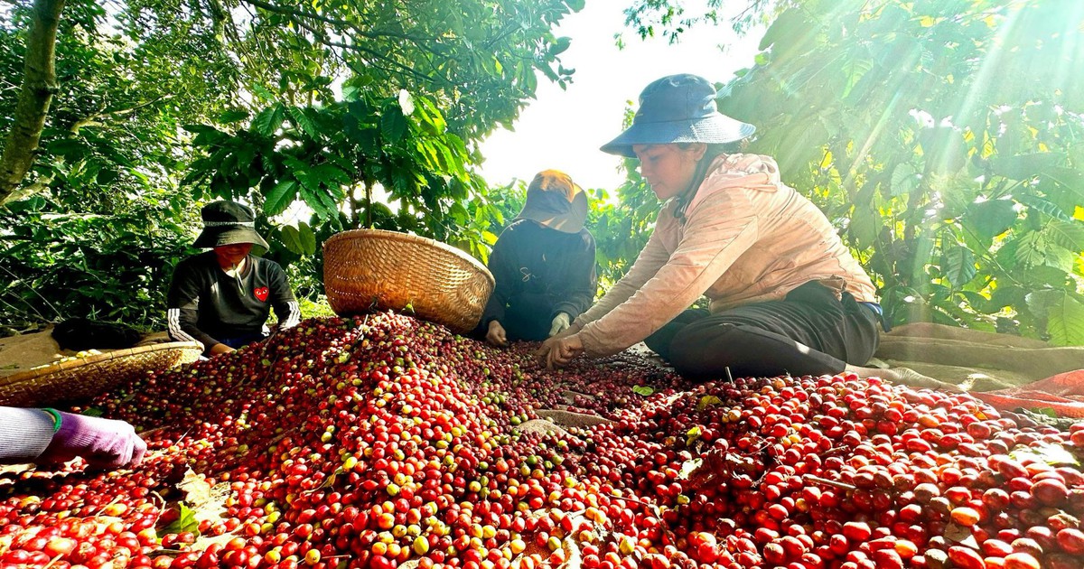 Đừng để những vườn cà phê 'mắc kẹt' trong những cuộc khiếu kiện kéo dài