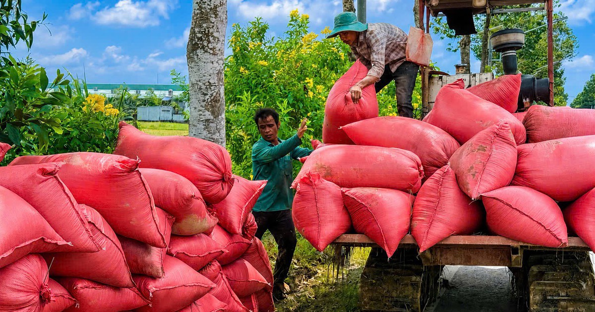 Người miền Tây và 'quyết sách' hạt gạo phát thải thấp