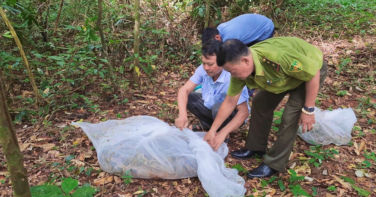 Thả trăn đất quý hiếm 70kg về Khu bảo tồn thiên nhiên - văn hóa Đồng Nai