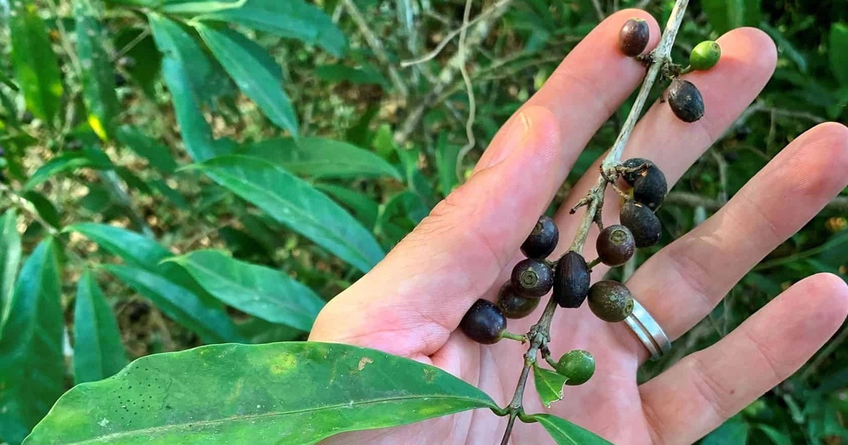 Đi tìm loài cà phê của tương lai