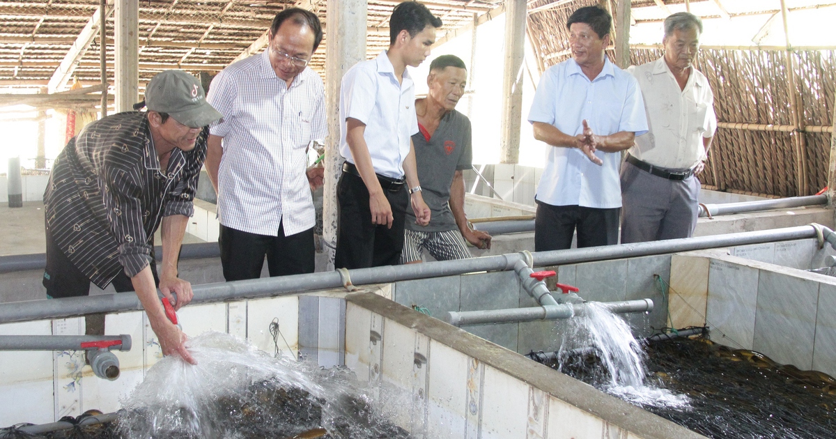 Giá lươn nhích lên nhưng 'đầu ra' vẫn bấp bênh