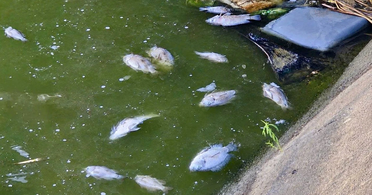 Cá chết trắng hồ điều hòa ở Tuy Hòa