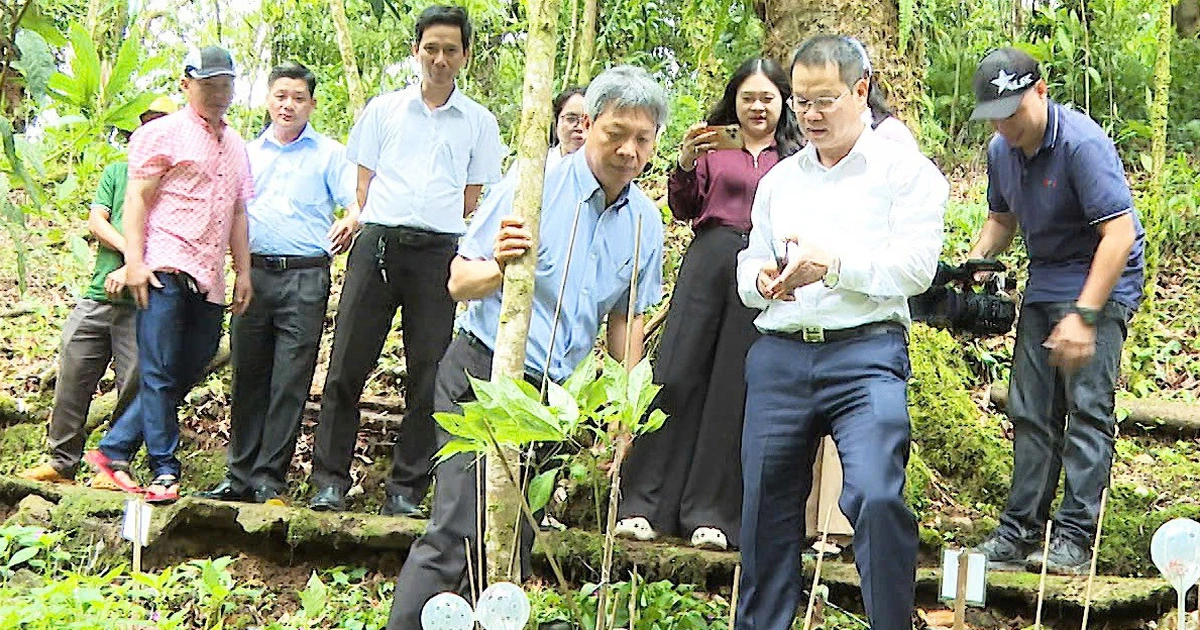 Thành viên của THACO đầu tư dự án trồng sâm Ngọc Linh hơn 12.000 tỉ đồng