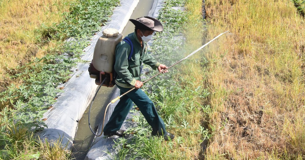 Chưa rõ nguyên nhân rau màu chết bất thường, nông dân thấp thỏm xuống giống vụ mới