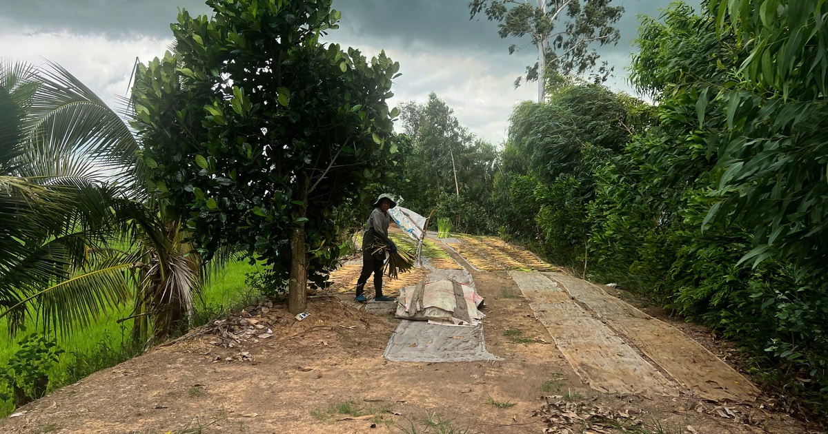 Hơn 15 năm, đường dân sinh ven kênh Đồng Tiến vẫn là đường đất