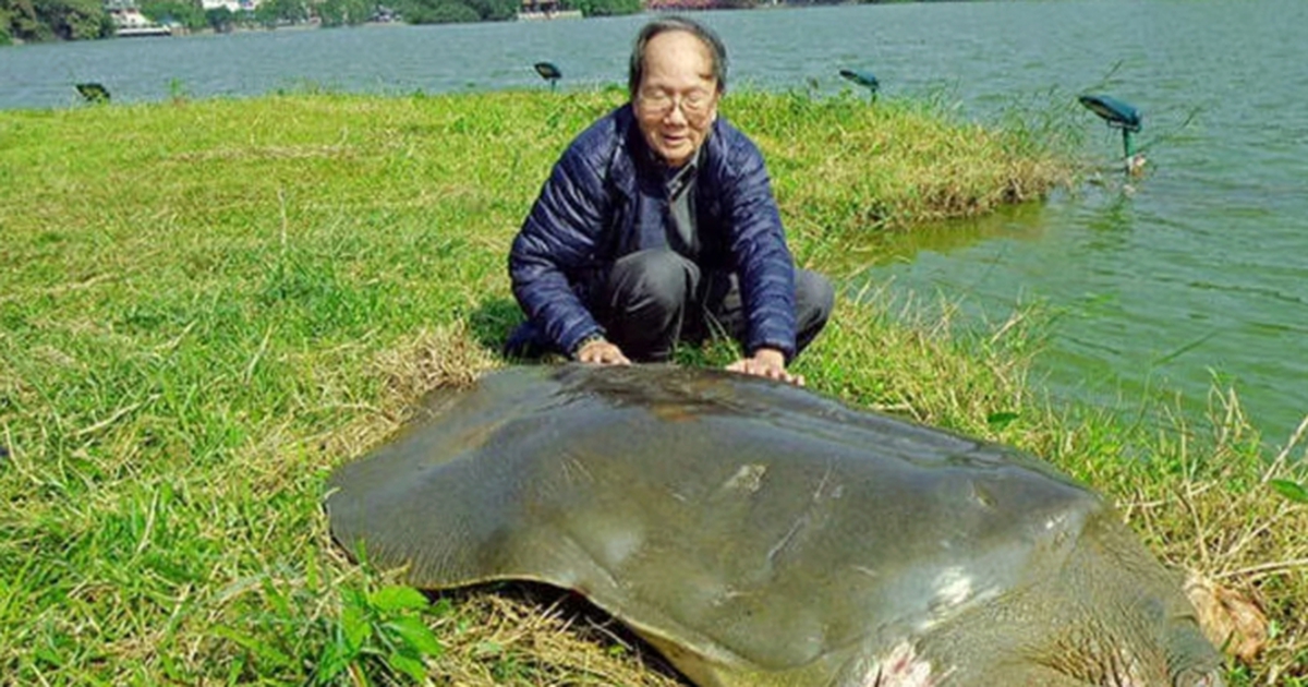 Vietnam’s renowned ‘turtle scholar’ Ha Dinh Duc passes away at 86