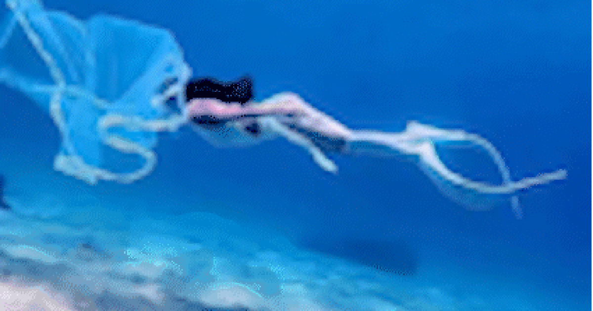 Bùng nổ trào lưu freediving, người chơi cần lưu ý gì để an toàn sức khỏe?
