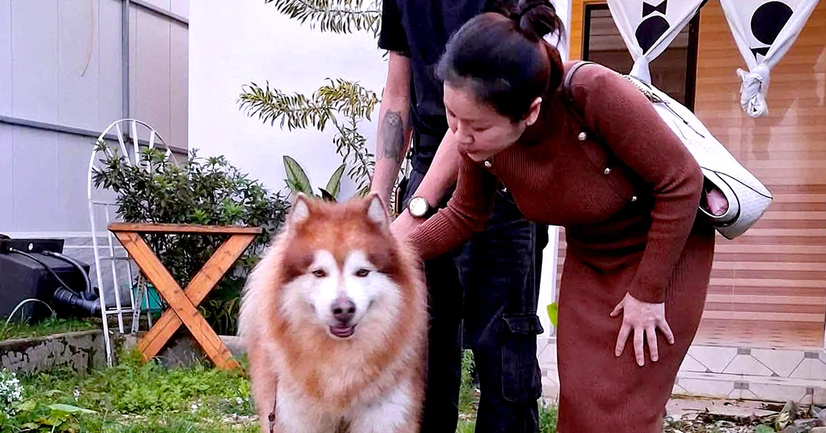Dog rescued after abuse in Da Lat