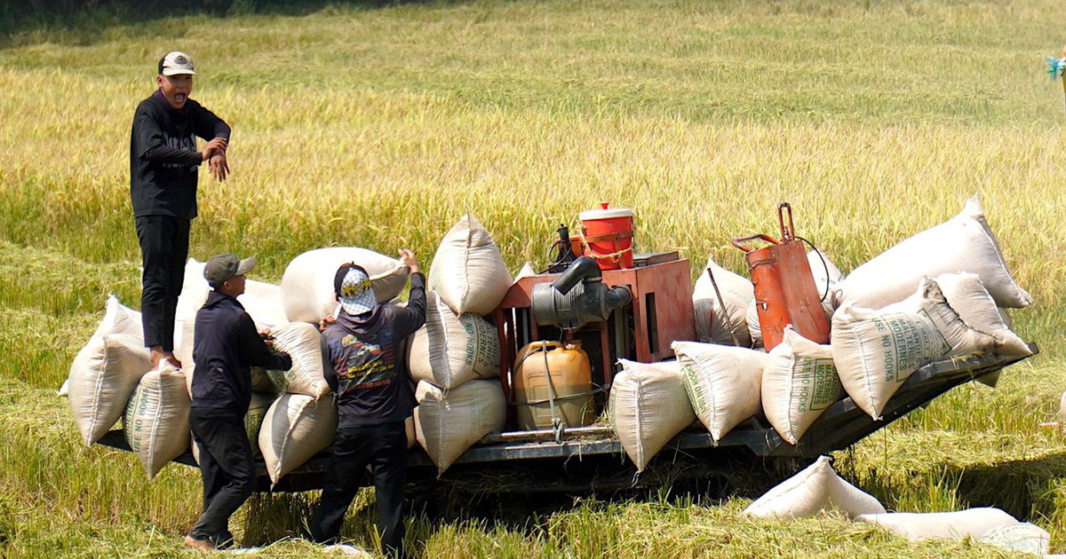 Giá lúa giảm sâu, nông dân miền Tây thua lỗ