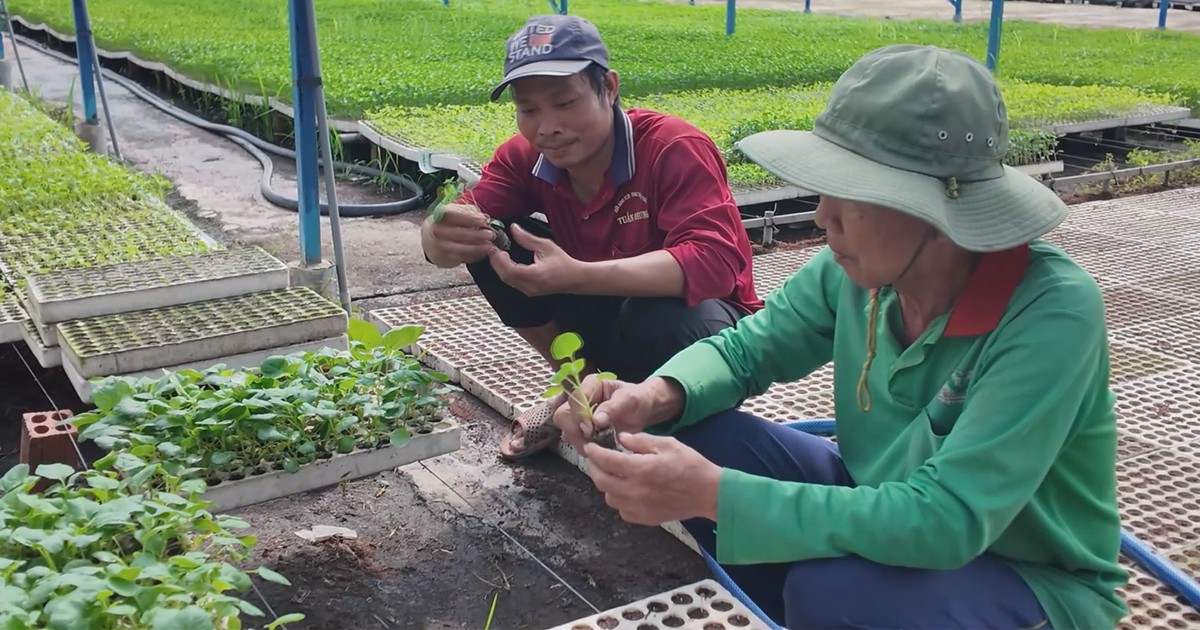 High-tech greenhouses help Vietnamese farmer shift to modern agriculture