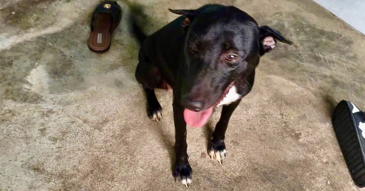 Lost 6-year-old found safe after night in the forest, protected by the family dog