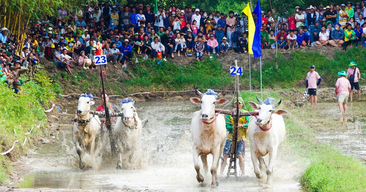 Hàng ngàn người về xem hội đua bò truyền thống Chùa Rô ở An Giang
