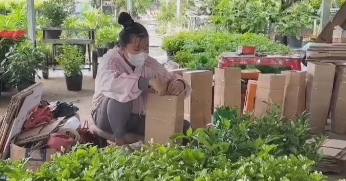 Sa Dec flower farmers trade seasonal sales for the digital economy
