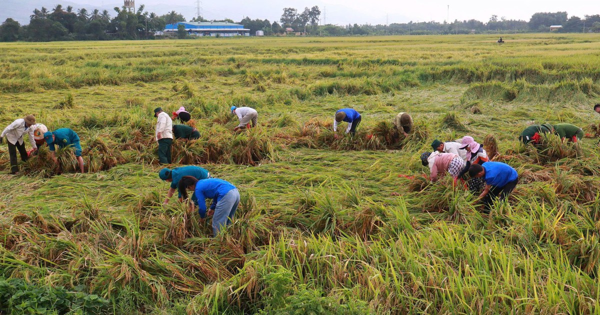200 officials and youth volunteers help harvest fallen rice for farmers in Da Nang commune