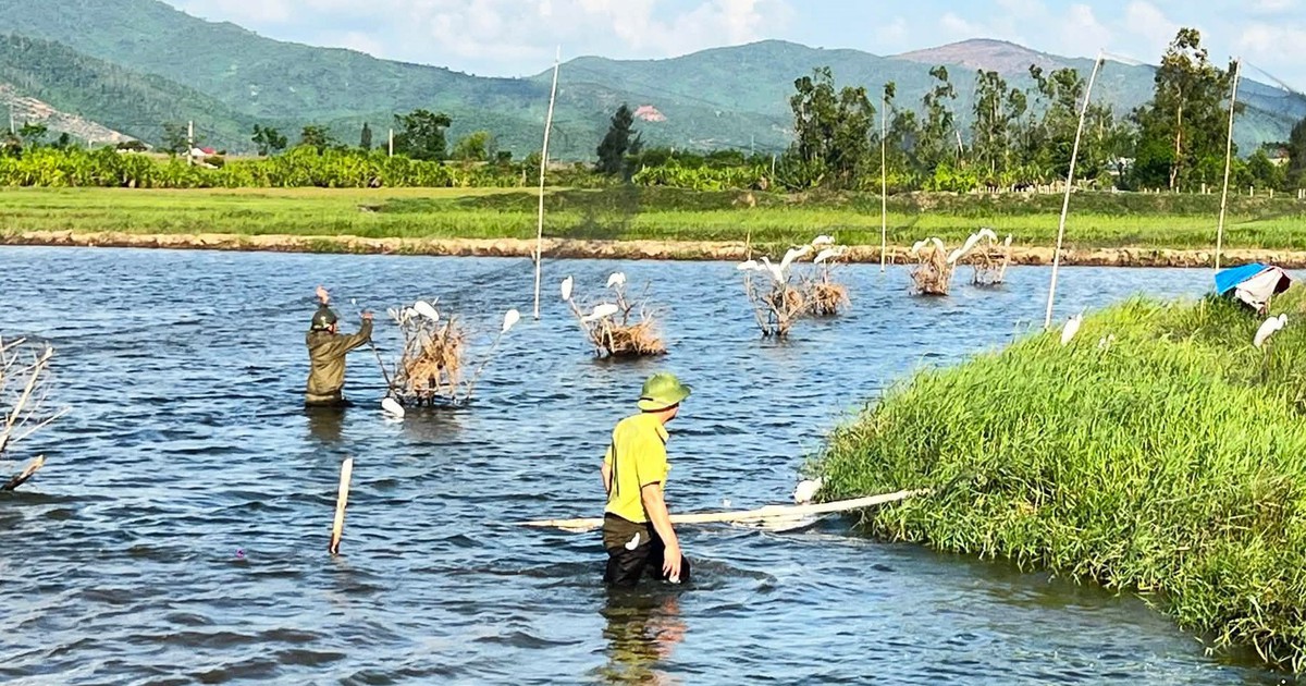Authorities dismantle trap networks to protect migratory birds in Vietnam