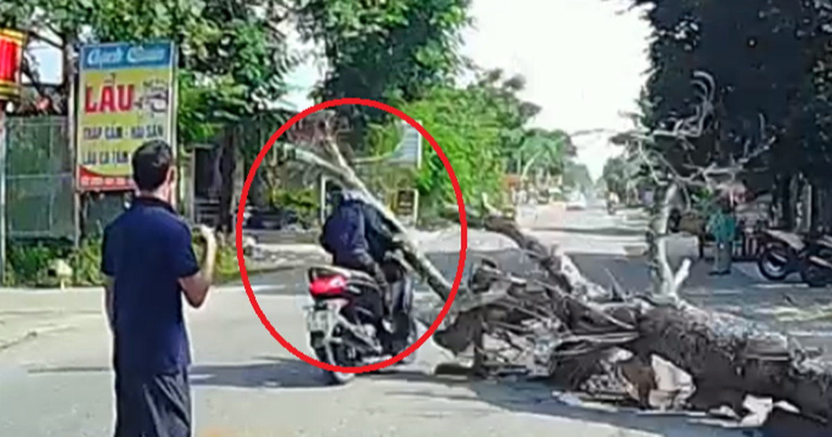 Vụ cây đổ đè chết người: Con trai nạn nhân mong giảm nhẹ hình phạt cho người liên quan