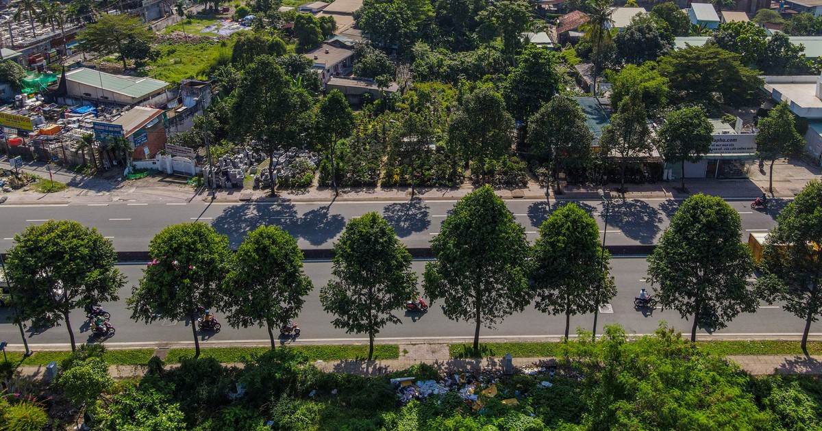 Di dời 186 cây xanh làm nút giao Phạm Văn Đồng - vành đai 2 TP.HCM