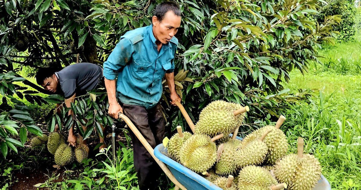 Giá sầu riêng bất ngờ tăng giúp nhiều nông dân Tây Nguyên thu tiền tỉ