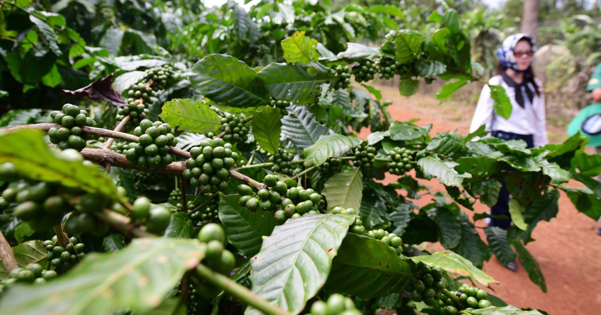 Tại sao giá cà phê liên tục giảm sau khi lên 96.000 đồng/kg?