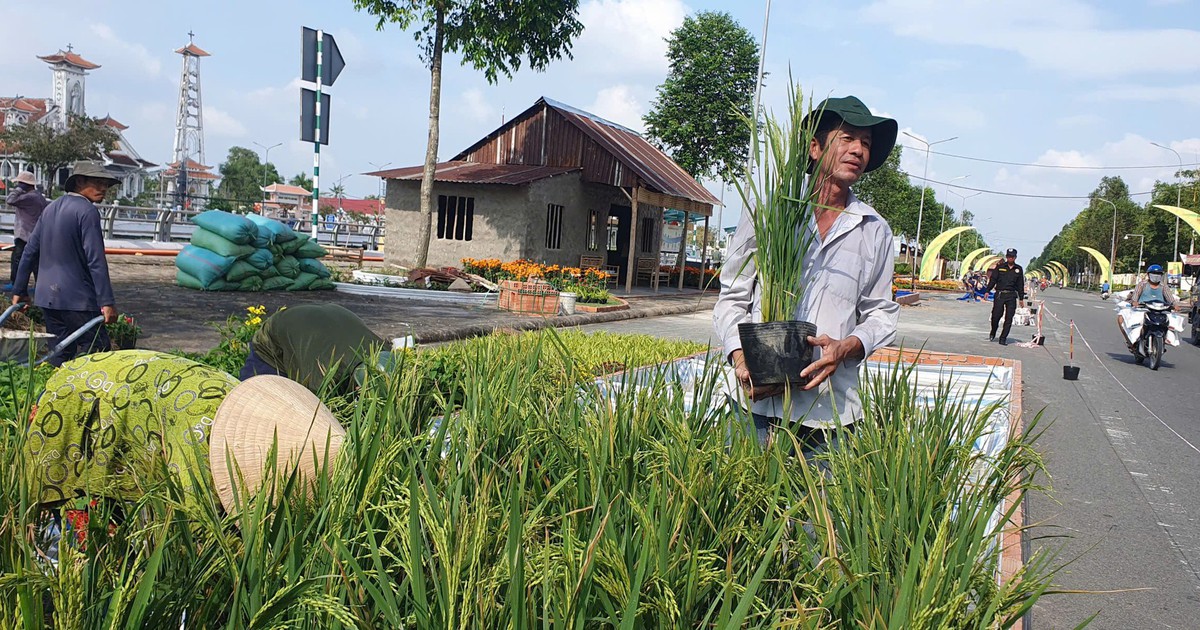 Cần Thơ trồng 25.000 chậu lúa làm 'con đường lúa gạo'