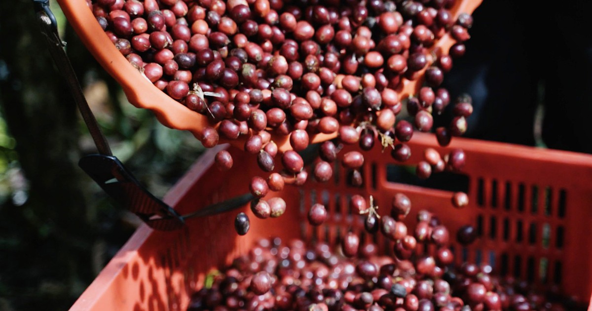 Robusta Việt cần 'hộ chiếu' dữ liệu để chinh phục thị trường quốc tế