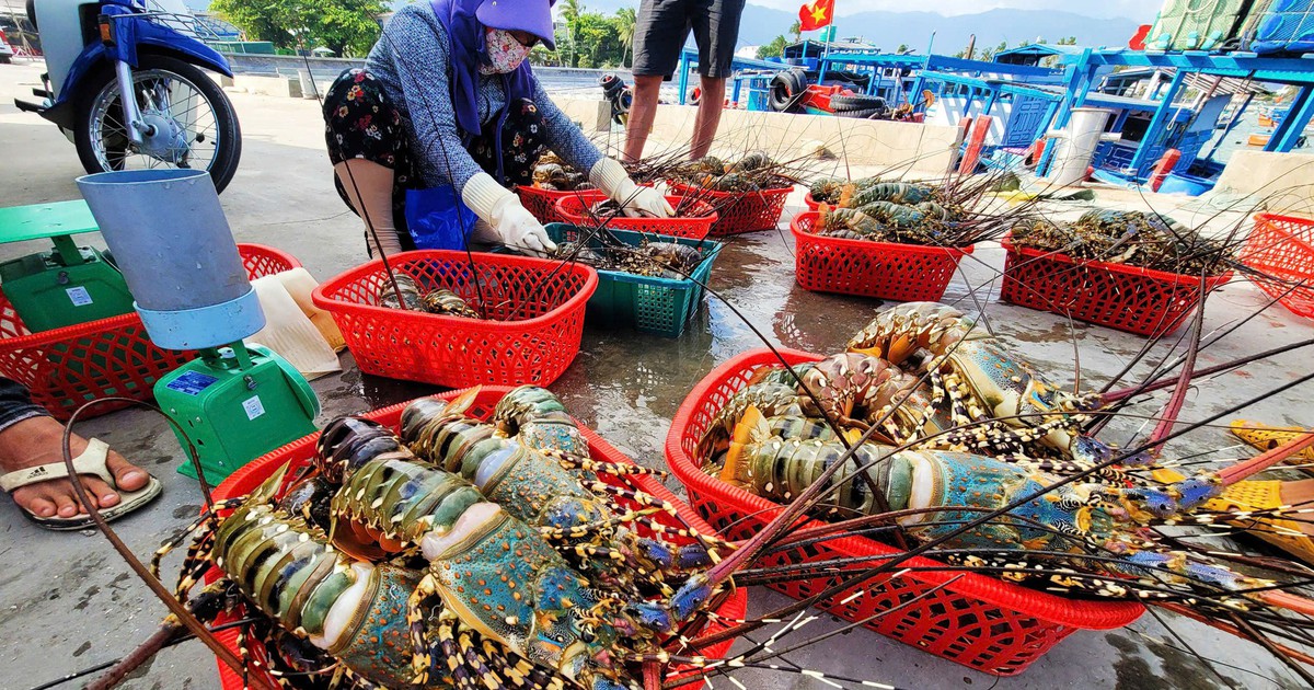 Vụ tiêu hủy 180.000 con tôm hùm giống nhập lậu: Vì sao không thể đấu giá, thả về tự nhiên?