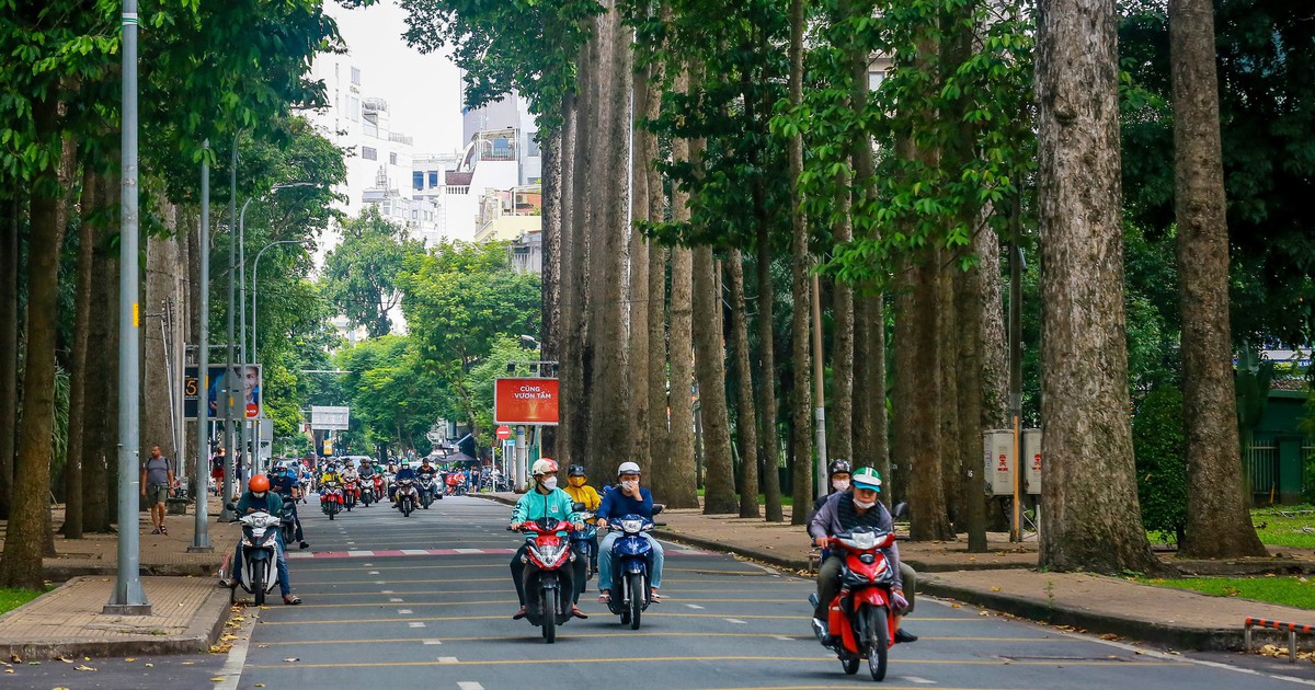 Giữ hàng cây lâu năm ở TP.HCM cho người dân bóng mát, nhưng an toàn phải trên hết