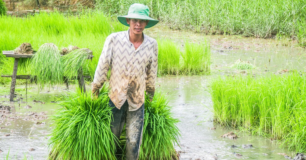 'Cơm cấy', người nông dân miền Tây hít hà: Ăn cơm ngoài ruộng nó ngon gì đâu