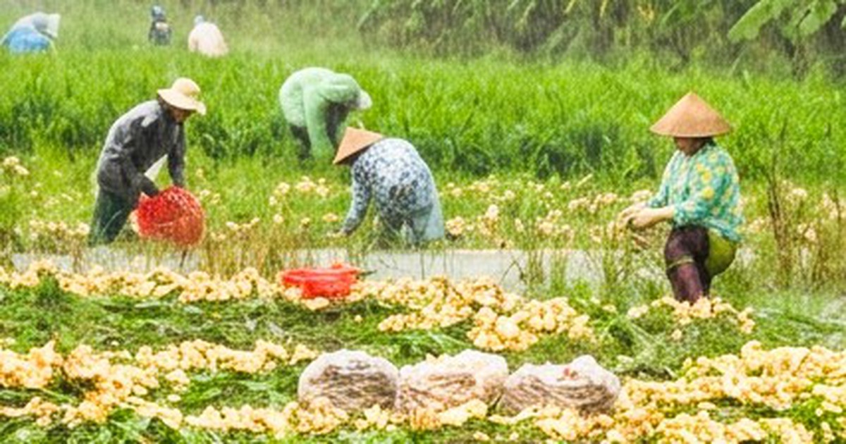 ‘Chạy nước ngập’, dân vùng đệm U Minh Thượng nhổ gừng non bán tháo