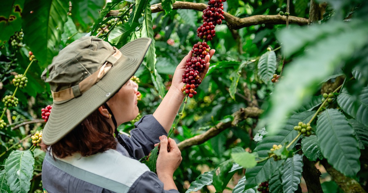 Mời bạn đọc tham gia workshop 'Nâng giá trị Robusta từ dữ liệu canh tác'