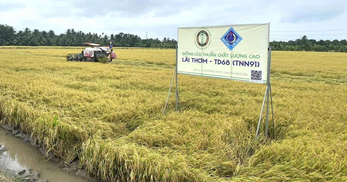 Nông dân miền Tây trồng lúa chất lượng có ‘địa chỉ’, bán cao hơn thị trường từ 1.200 đồng/kg