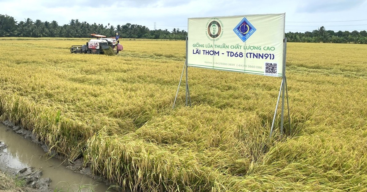 Nông dân miền Tây trồng lúa chất lượng có ‘địa chỉ’, bán cao hơn thị trường từ 1.200 đồng/kg