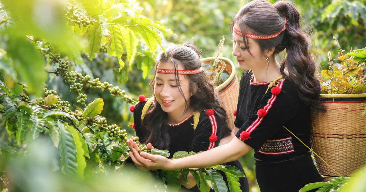 Nông dân Đắk Lắk hào hứng với Workshop 'Nâng giá trị Robusta từ dữ liệu canh tác'