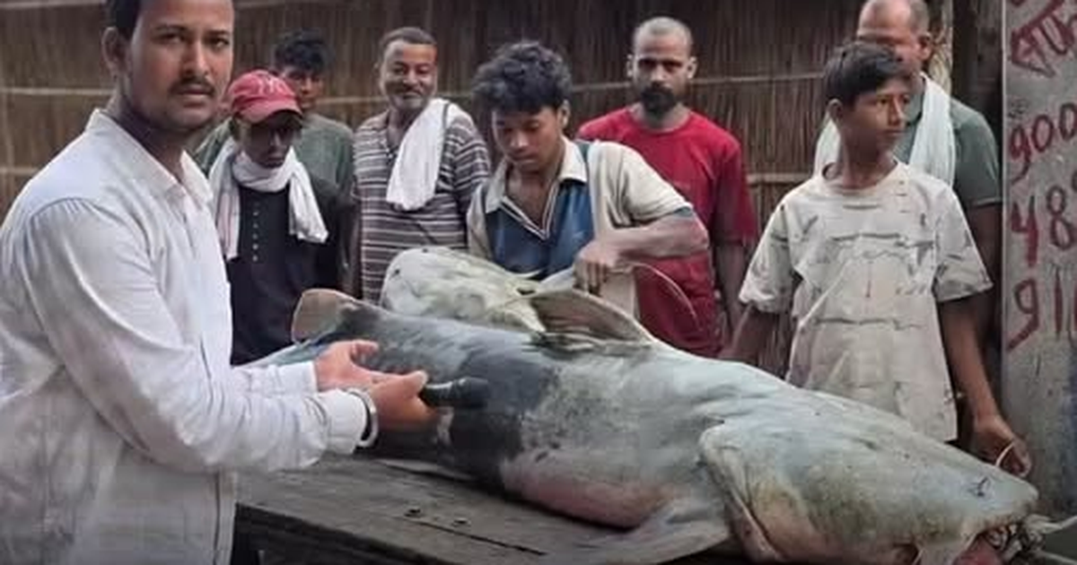 Cá lạ khổng lồ 45kg theo lũ Nepal tràn sang Ấn Độ