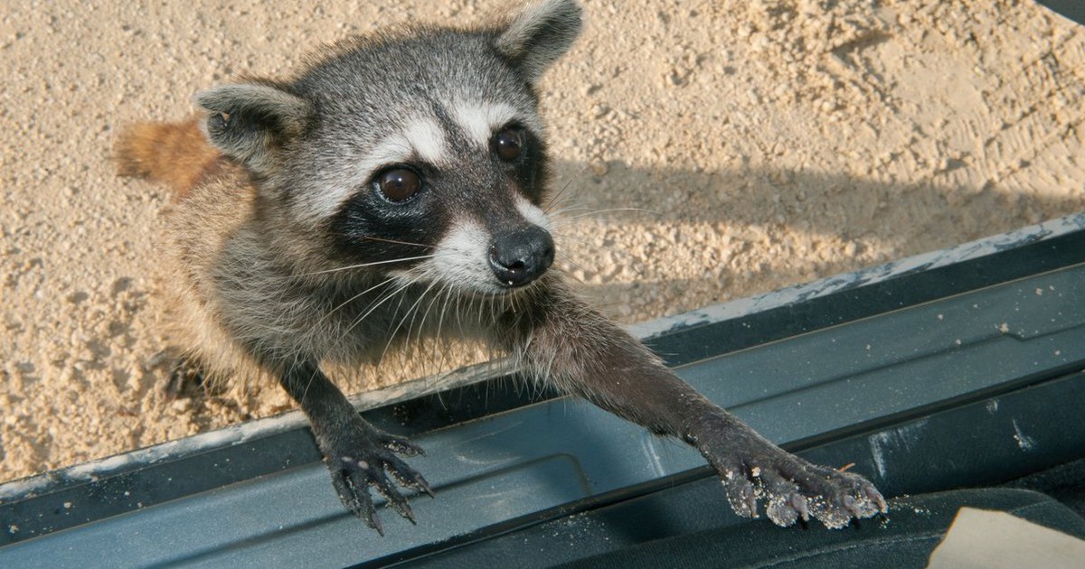 Researchers find young Cozumel raccoons can learn to play with paper balls