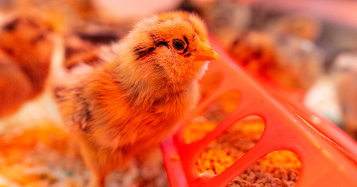 Ultraviolet light could help stop avian flu in chicken coops