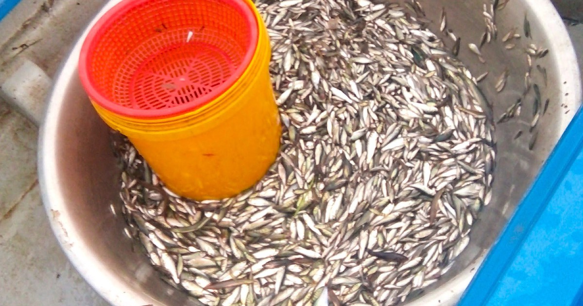 Giá cá linh giảm hơn một nửa so với đầu mùa nước nổi