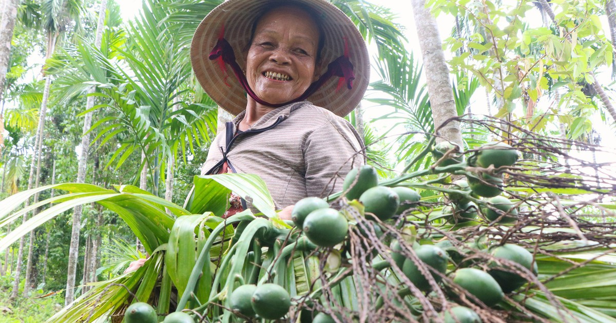 Giá cau xứ Tiên nhích lên, vì sao nông dân vẫn thấp thỏm?