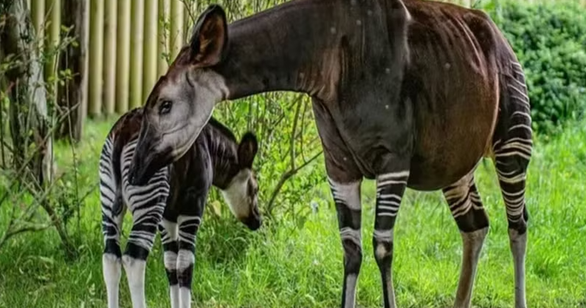 Rare okapi sightings show the species has reappeared after a long absence