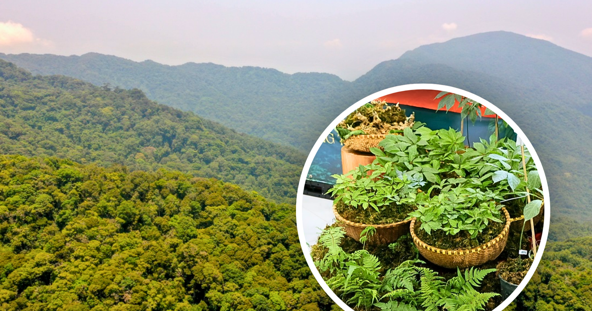 A company proposes a 1,200-hectare Ngoc Linh ginseng project in Da Nang
