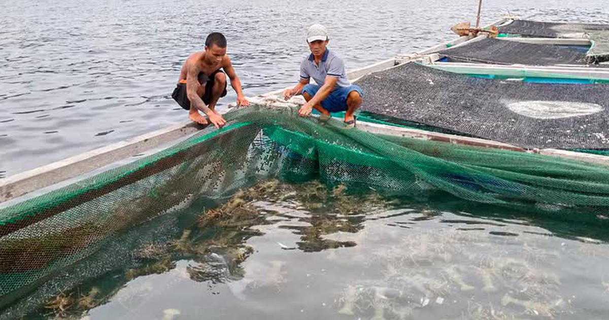 Vì sao 180.000 con tôm hùm giống nhập lậu không được thả về tự nhiên?