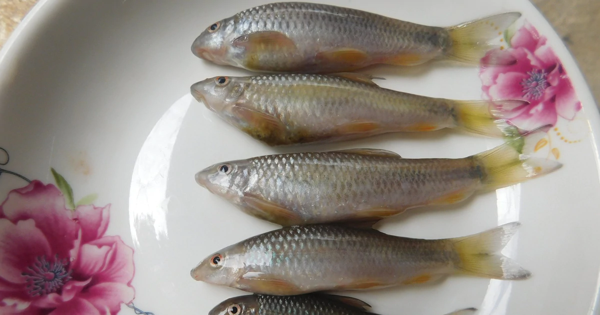 Scientists in Can Tho successfully bred a prized native fish for the first time