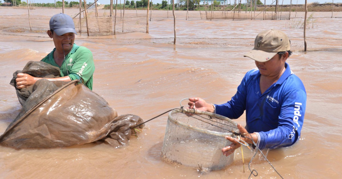 Mekong fishers are releasing juvenile fish back into the river