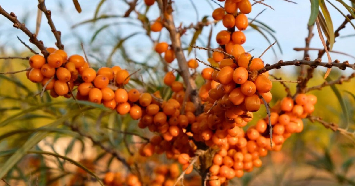 Plant leaf compound shows possible anti-cancer effects