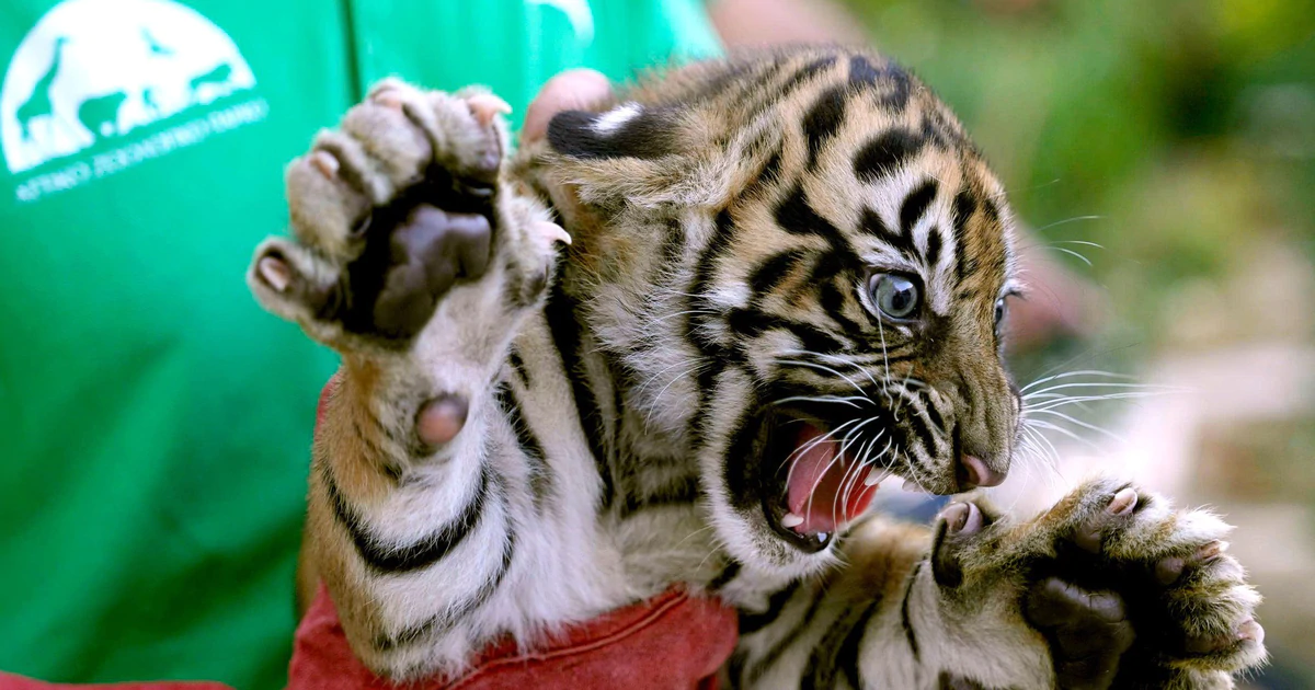 Three rare Sumatran tiger cubs are born in Greece