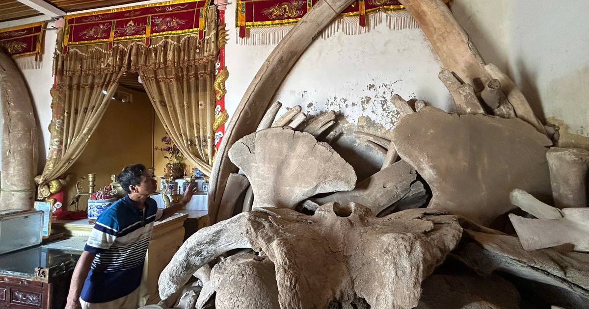 Làng chài cổ thờ 2 bộ xương cá voi khổng lồ